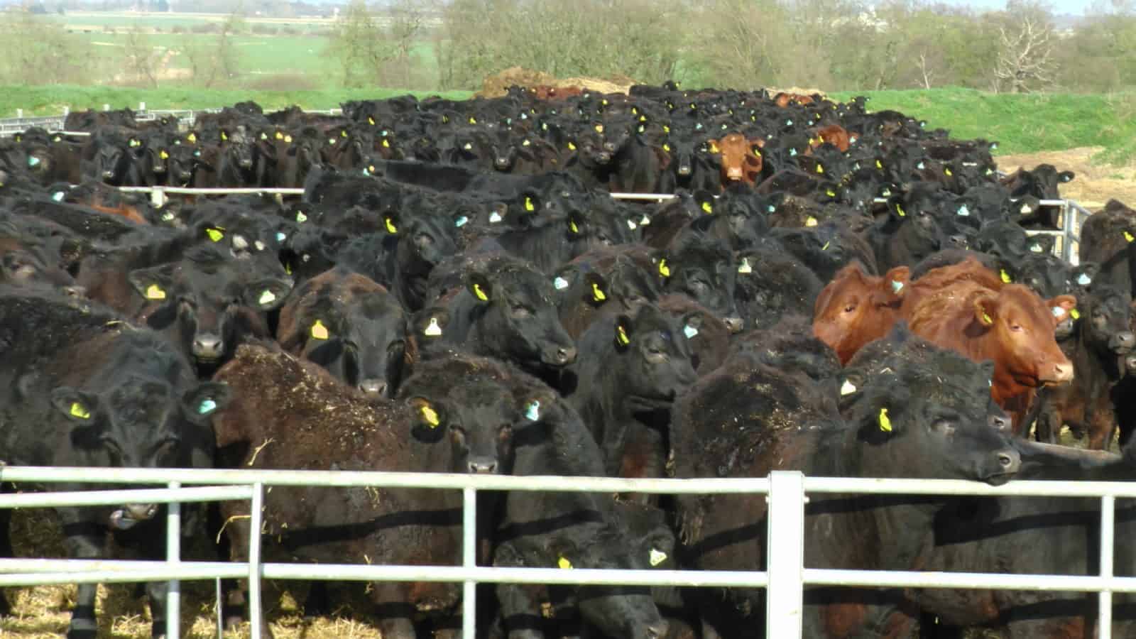 Système alimentaire